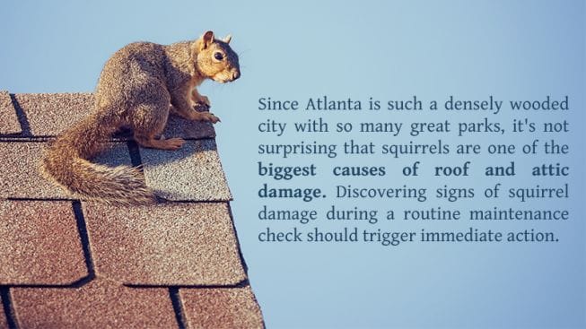HOW TO KEEP SQUIRRELS AWAY FROM YOUR ROOF AND ATTIC