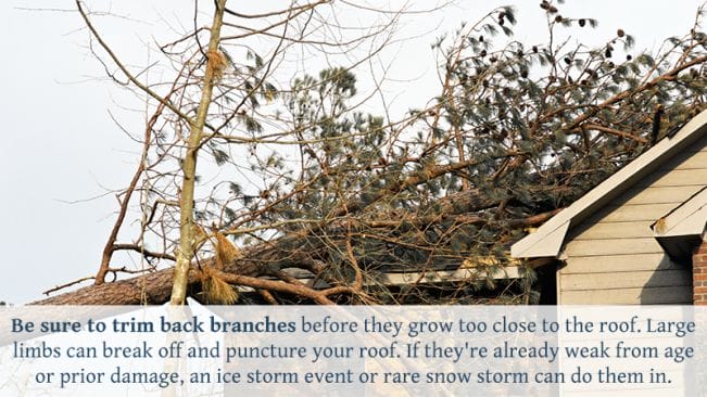 5 REASONS WHY TREE MAINTENANCE IS IMPORTANT FOR YOUR ROOF